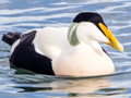 Common Eider